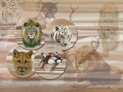 Wild Cats