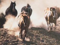 Wild Horses 2