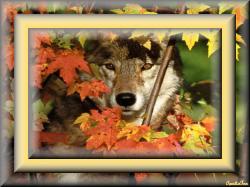Wolf's Face