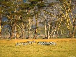 Zebras Awaiting